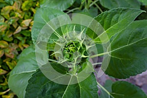 Centered closeup of sunflower bloom pod and laves, selective focus