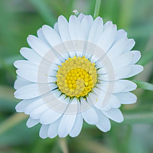 Centered daisy - poetic approach