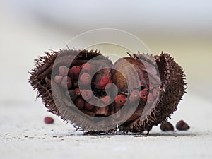 Centered Open fruit of the achiote tree (Bixa orellana), showing the seeds from which annatto is extracted