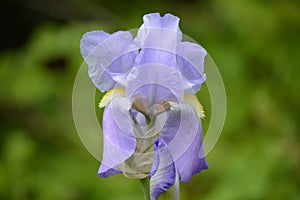 Centered Purple Flower North Carolina