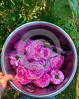 centifolia rose in an iron bowl in the garden