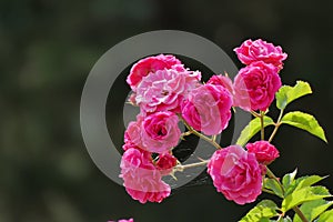 Centifolia roses, the Provence rose or cabbage rose or Rose de Mai