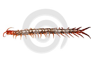 Centipede