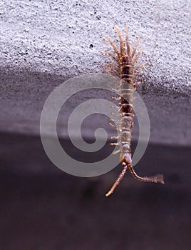 Centipede