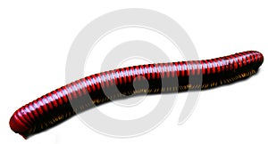 Centipede