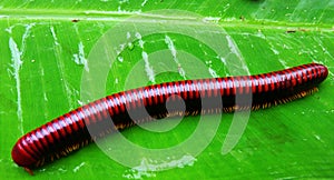 Centipede