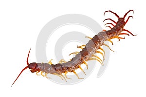 Centipede