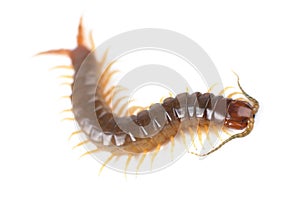 Centipede