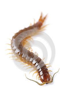 Centipede