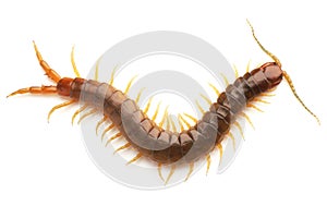 Centipede