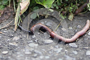 Centipede as a predator is attacking earthworms or angleworm
