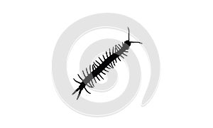 Centipede bug animal zoo symbol icon silhoutte