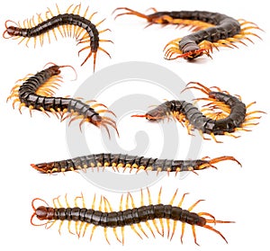 Centipede or chilopoda isolated