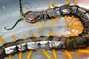Centipede close up