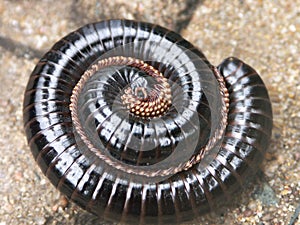 Centipede curled up