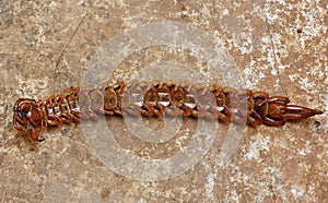Centipede
