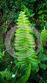 The centipede fern or fern is a fern and belongs to the Lomariopsidaceae family. This plant is about 20-70 cm high,