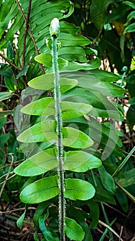 The centipede fern or fern is a fern and belongs to the Lomariopsidaceae family. This plant is about 20-70 cm high,