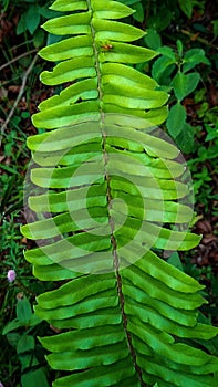 The centipede fern or fern is a fern and belongs to the Lomariopsidaceae family. This plant is about 20-70 cm high,