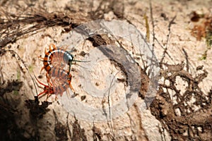 Centipede in the garden.