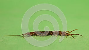 Centipede on green background. antennae, claws. Bug isolated, bugs