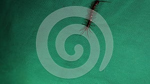 centipede on green background. centipede isolated. centipede walking  insect
