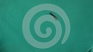 centipede on green background. centipede isolated. centipede walking, insect