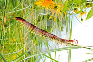 Centipede on green grass with flower nature landscape