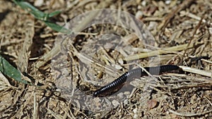 Centipede on the ground- Archispirostreptus syriacus - walking in the park