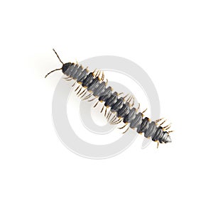 Centipede