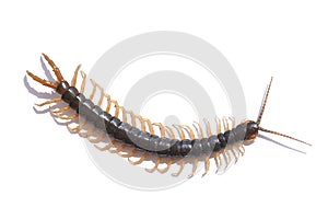 Centipede Isolated