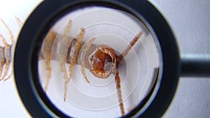 centipede isolated . centipede on white background. close up of centipede. closeup centipede insects, insect, bugs, bug, animals, 