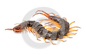 Centipede isolated on white background