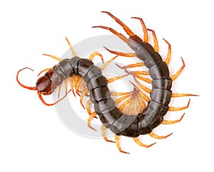 Centipede isolated on white background