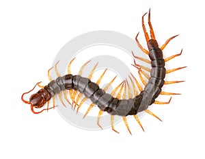 Centipede isolated on white background