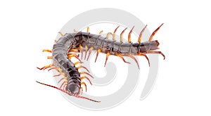 Centipede an isolated on white background