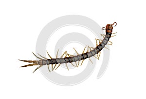 Centipede isolated on white background.