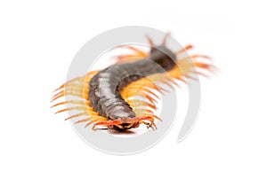 Centipede isolated on white background