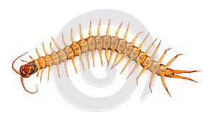 Centipede isolated on white background