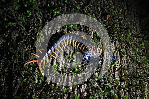 Centipede killing a caterpillar at night