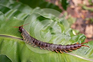 A centipede is on leaves.