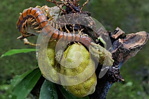 A centipede is looking for prey on a bush.