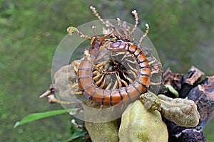 A centipede is looking for prey in the bushes.