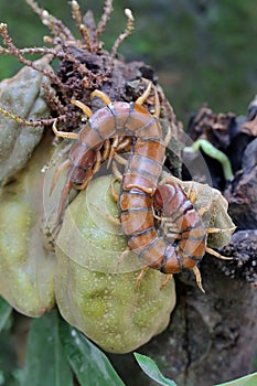 A centipede is looking for prey in the bushes.