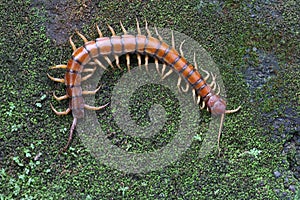 A centipede is looking for prey on a rock overgrown with moss.