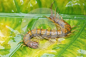 A centipede is looking for prey on taro leaves.