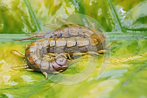 A centipede is looking for prey on taro leaves.