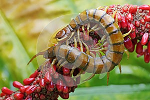 A centipede is looking for prey in the weft of an anthurium fruit.