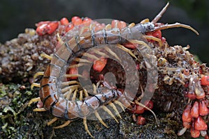 A centipede is looking for prey in the weft of an anthurium fruit.