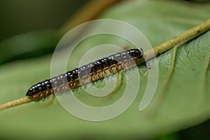 Centipede macro in Tangkoko National Park. North Sulawesi, Indonesia.